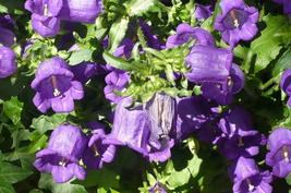 SHIPPED FROM US 400 Blue Canterbury Bells Campanula Medium Flower Seeds, SB01 - $19.50
