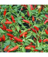 50 seeds Pequin Chili Pepper HOT Piquin Bird Pepper Spicy - £6.38 GBP