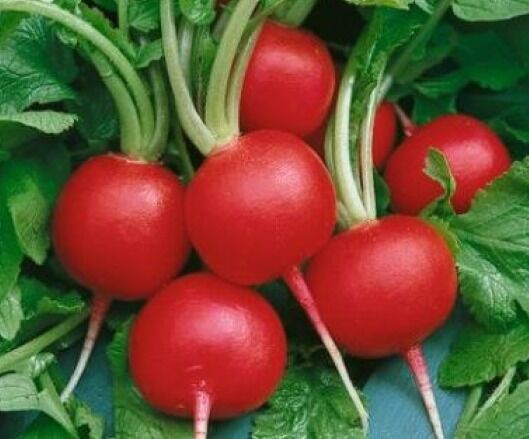SKMO 50 SKMO Radish Champion Seeds -  - $1.93