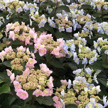 Tiny Tuff Stuff Hydrangea Starter Plant Blooms From Baby Blue To Baby Pink USA S - £44.98 GBP