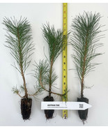 Austrian Pine Pinus nigra- 5-8 in potted tree -Landscape,Christmas Tree,... - $25.65 CAD+