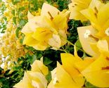 Bougainvillea rooted Gold Starter Plant - £21.69 GBP