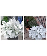 300 Angel Wings Plant Seeds - Home and Garden - INTERNATIONALSHIP - £23.58 GBP