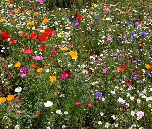 5,000 Bulk Seeds Texas Bluebonnet Lupinus Texensis  - £285.26 GBP