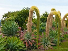 1 live plant - Agave attenuata (foxtail, lion&#39;s tale, swan&#39;s neck ) - $11.00