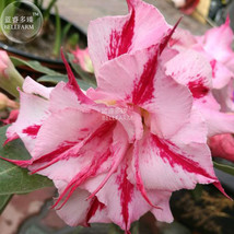 Adenium Pink Petals Dark Red Stripe Long Beard Flower Seeds desert rose home gar - £6.75 GBP