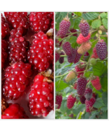 1 Live Plant Tayberry Rooted Raspberry Blackberry Cross Fruit Sweet - €23,76 EUR