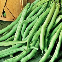 New Fresh Seeds Black Valentine Dry Bush Beans Seeds Dual Purpose Vegetable - £11.88 GBP