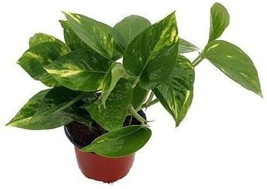 4&quot; Pot Epipremnum Scindapus Golden Devil&#39;s Ivy Pothos Live Plant Houseplant - £44.74 GBP
