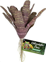 [Pack of 4] Zoo Med Naturalistic Flora Chestnut Bromeliad Terrarium Plant 1 c... - £34.19 GBP