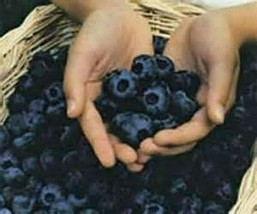 Chandler Blueberry Seeds Big Boys For Other Seeds Fresh Garden Usa Seller - £7.27 GBP