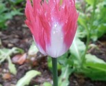 Poppy Flower  Papavr Somniferum Afghan Edible 100 Seeds - $6.58