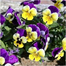 100 seeds, JOHNNY JUMP UP, Helen Mount Violet Viola Tricolor Flower, bia... - $5.00