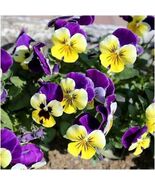 100 seeds, JOHNNY JUMP UP, Helen Mount Violet Viola Tricolor Flower, bia... - $5.00