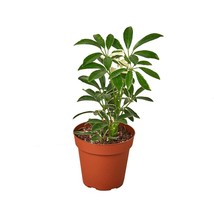 Schefflera Moonlight &#39;Umbrella Plant&#39;-4&quot; Pot - $528.89 MXN
