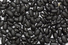 50 BLACK BEAN (Black Turtle Bush Bean) Phaseolus Vulgaris Vegetable Seeds - $4.99