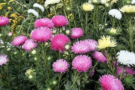 Fresh 30 Rose Pink Needle Aster Callistephus Chinensis Unicom Flower Seeds - $3.50