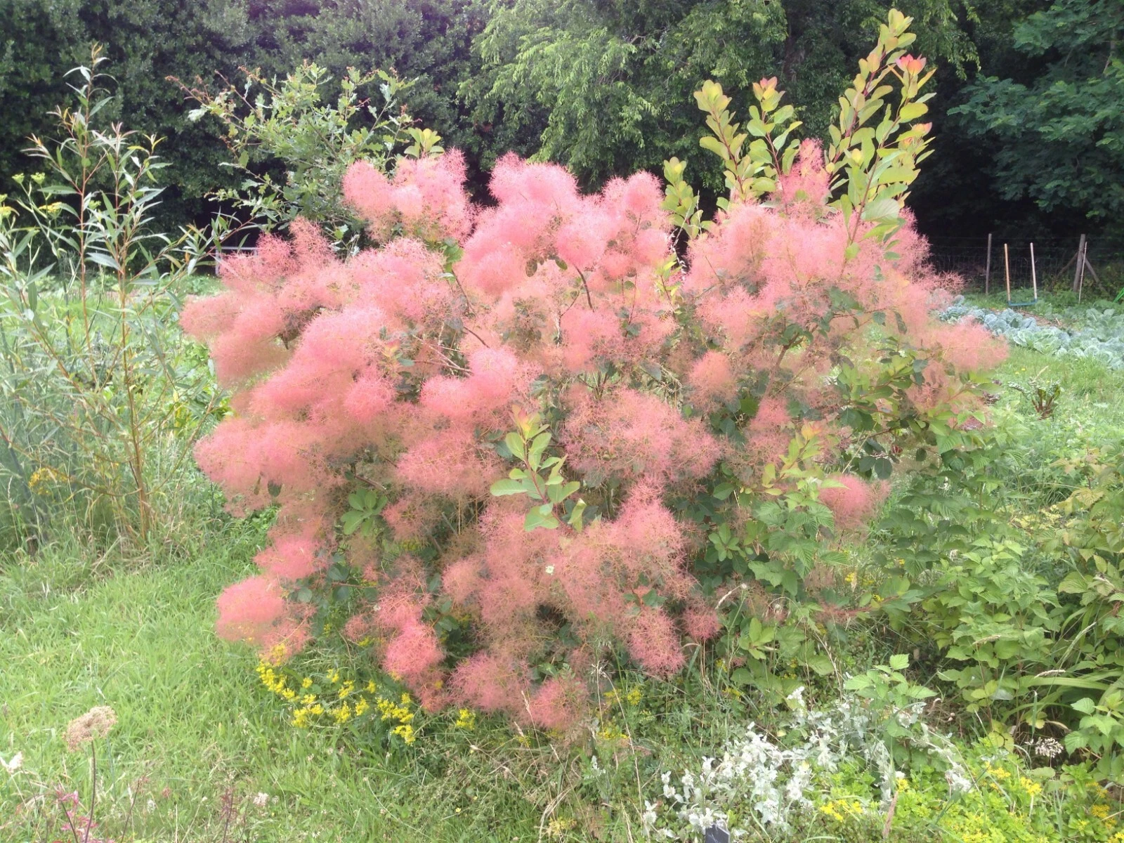 Young Lady Smoke Bush {Cotinus coggygria} 20 PreStratified seeds  - $9.69