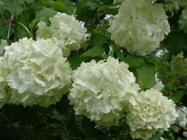 Live Plant 4&quot; Pot Cranberry Viburnums Snowball Fashion Highbushs Trilobum Garden - £39.26 GBP