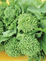 500 Seeds Broccoli Raab Vegetable Rapini Heirloom Organic NON GMO - £15.61 GBP