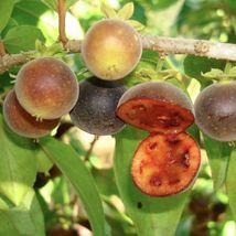 FROM US Tropical Live Fruit Big Tree 12”-20” Dovyalis hebecarpa (Ketembi... - $74.98