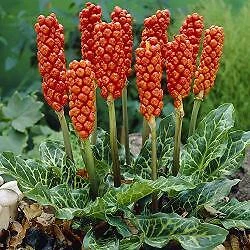 Fragrant Arum italicum 1,000 seeds - $6,589.22 MXN