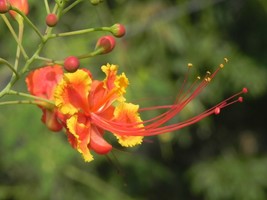 10 seeds Pride of Barbados Caesalpinia pulcherrima - $5.99