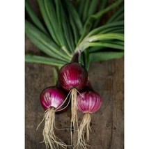 Onion Southport Red Globe Premium Heirloom 100+ seeds 100% Organic Grown in USA - £3.13 GBP