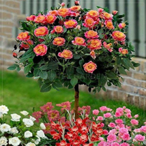 &#39;Huo Yan&#39; Orange Golden Double Rose Tree 50 Seeds - £9.61 GBP