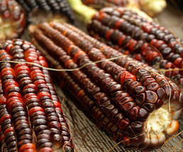 USA Non GMO Corn Bloody Butcher Heirloom 12 Seeds - £6.20 GBP