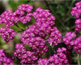 100+ Yarrow Cerise Queen, Achillea Rose-Pink Fragrant Flower Seeds A17 - $5.78