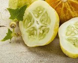 LWK 40 Lemon Cucumber Seeds Non Gmo Heirloom Easy Grow - $10.24