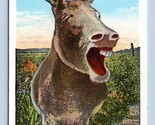 Rocky Mountain Canary Donkey Mule Laughing it Over Humor Linen Postcard M5 - $2.92