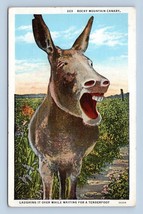 Rocky Mountain Canary Donkey Mule Laughing it Over Humor Linen Postcard M5 - $2.92