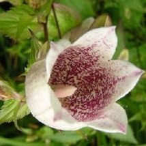 40 Purple Spotted Takesmana Campanula Canterbury Bells Perennial Flower ... - $13.65