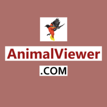 AnimalViewer .com / Domains For Sale / Business Brand, Website / Namecheap - $28.71