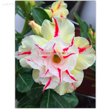 Light Yellow White Adenium Obesum Desert Rose with Red Strip Professional - £7.19 GBP