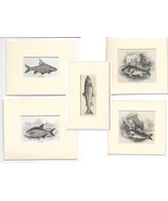 Antique Prints of Fish - 19th Century - Lot of 5 prints Fish - Fishing - £47.08 GBP