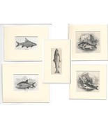 Antique Prints of Fish - 19th Century - Lot of 5 prints Fish - Fishing - €52,27 EUR