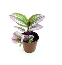 Live Plant Tradescantia Nanouk Pink Houseplants - £20.30 GBP