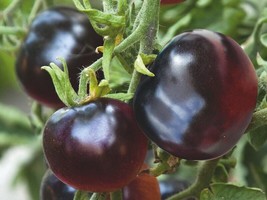 30 Seeds Organic Kumato Non-Gmo Tomato Plum Size Seeds Grown In Usa Gard... - $7.98