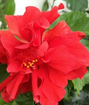 Starter Live Plant 5&quot; Tall Plug Size - Double Red Hibiscus~ Gardening - £23.91 GBP