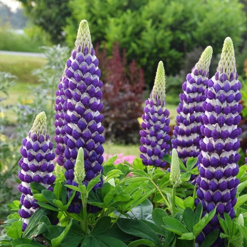 25 Blacksmith Lupine Flower Hardy Flowers Perennial Seeds  - $15.99