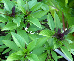 ArfanJaya 100 Thai Basil Seeds(Ocimum basilicum)Khmer Chi neang Voang Jiu Ceng T - £6.58 GBP