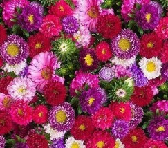 SEEDS 300 ASTER POWDER PUFF MIX MIXED COLORS ANNUAL PINK PURPLE Grow Easy - $6.95