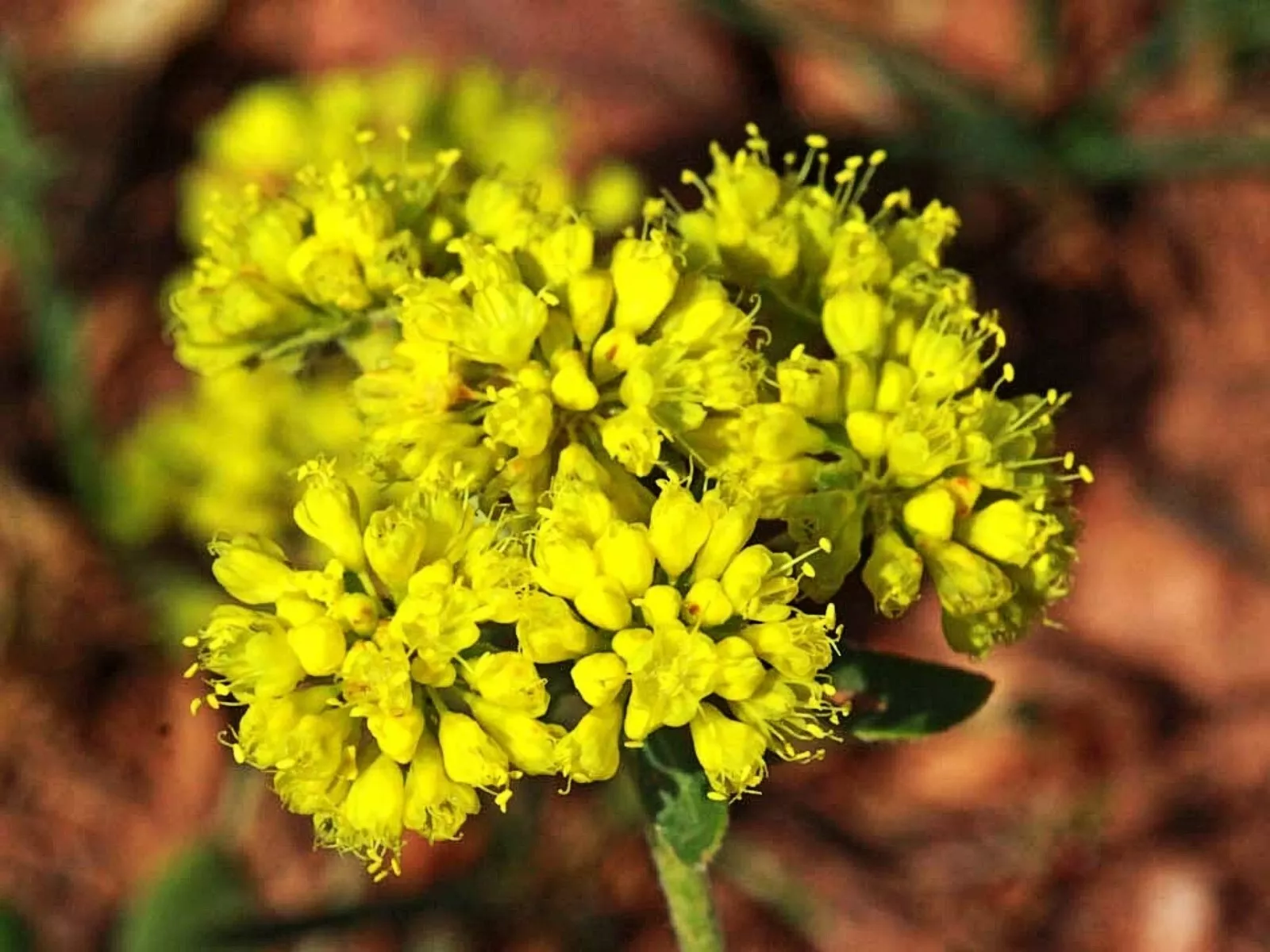 Sulphurflower BUCKWHEAT Flower Eriogonum umbellatum beautiful flower Yellow - €1,36 EUR