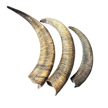 Barbary Sheep Horn- Natural Audad Horn, 1 Natural Audad Horn - £74.38 GBP