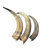 Barbary Sheep Horn- Natural Audad Horn, 1 Natural Audad Horn - $134.04 CAD