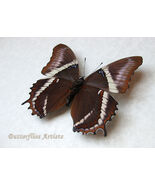 Siproeta Epaphus Rusty Tipped Brown Real Butterfly Framed Entomology Shadowbox - $52.00