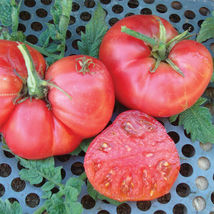 50 Seeds New Big Dwarf Tomato Vegetable Garden - £7.71 GBP